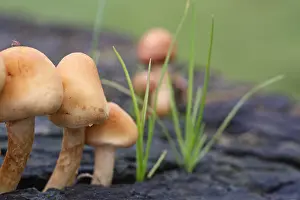 250417: Sulphur tuft fungus on rotting tree stump, Norfolk UK
