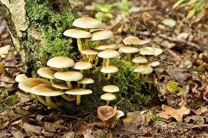 Tufts: Sulphur Tuft - growing on dead stump