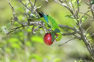 Orchards: sulphur-winged parakeet Pyrrhura hoffmanni also known