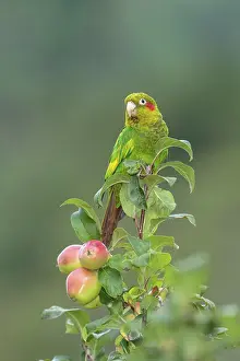 Orchards: sulphur-winged parakeet Pyrrhura hoffmanni also known