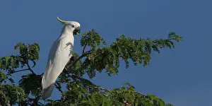 Cockatoos: Sulphurcrested Cockatoo Eating in the Pioneer Cemeter