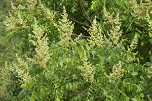 Rhus: Sumac in flower Turkey
