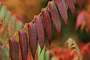 Sicilian: Sumac