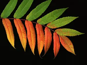 Staghorn: Sumach