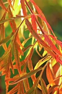 Staghorn: Sumach