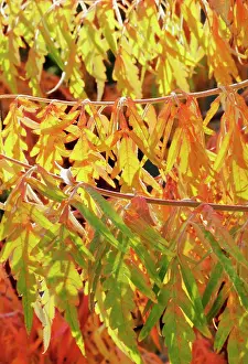 Staghorn: Sumach