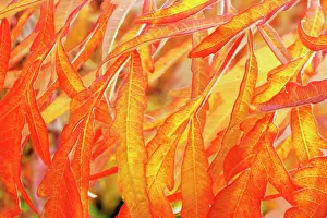 Staghorn: Sumach