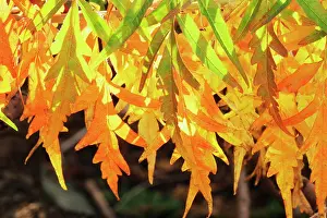 Staghorn: Sumach