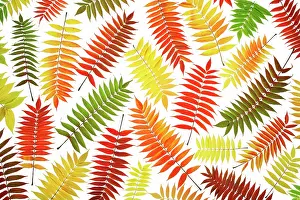 Staghorn: Sumach