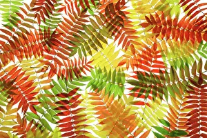 Staghorn: Sumach