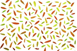 Staghorn: Sumach