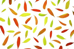 Staghorn: Sumach
