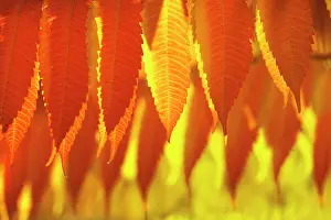 Staghorn: Sumach