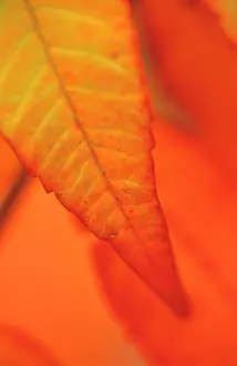 Staghorn: Sumach