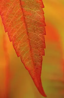 Staghorn: Sumach
