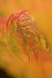 Staghorn: Sumach