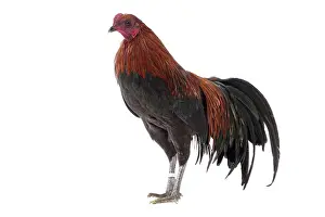 Sumatra: Sumatra Chicken Golden and Black Cockerel / Rooster