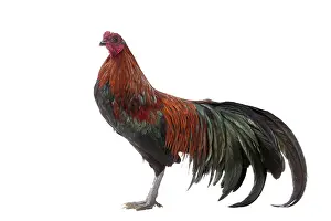 Sumatra: Sumatra Chicken Golden and Black Cockerel / Rooster