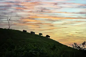 Sunsets: Sumatra elephants ( Elephas maximus sumatranus)