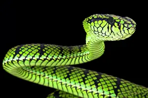 Sumatra: Sumatra pit viper (Parias sumatranus)