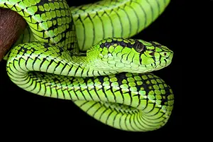 Sumatra: Sumatra pit viper (Parias sumatranus), Indonesia