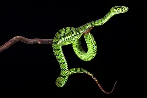 Sumatra: Sumatra pit viper (Parias sumatranus), Indonesia