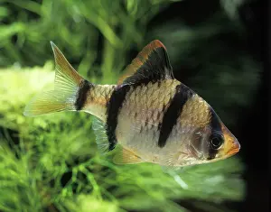 Sumatra: Sumatra / Tiger BARB Fish