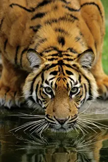 Sumatra: Sumatra Tiger - drinking, portrait