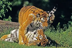 Sumatra: Sumatra Tiger - male and female playing