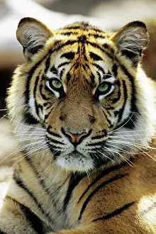 Sumatra: Sumatra Tiger - portrait