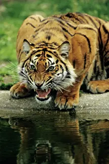 Sumatra: Sumatra Tiger - snarling