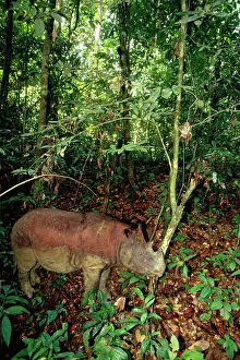 Sumatrensis: Sumatran / Asian two-horned Rhinoceros