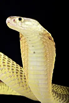 Brunei: Sumatran cobra (Naja sumatrana), Sumatra, Indonesia