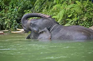 Sting: Sumatran Elephant in the river (Elephas