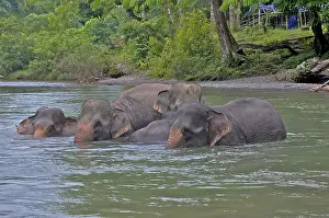 Rescue: Sumatran Elephants (Elephas maximus sumatranus)