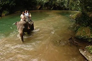Sumatra: Sumatran elephants with tourists in Gunung Leuser NP Sumatra