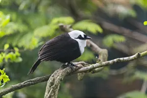 Sumatra: Sumatran Laughingthrush - perched on branch, native