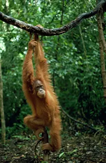 Sumatra: Sumatran Orang-utan