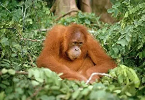 Sumatra: Sumatran Orang-utan