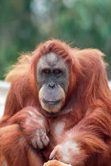 Sumatran: Sumatran Orang-utan - female