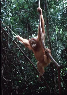 Agility: Sumatran ORANG-UTAN - hanging on vines