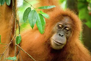 Abelii: Sumatran Orangutan