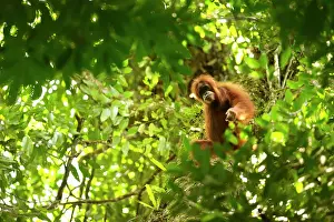 Sumatra: Sumatran Orangutan