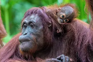 Wildlfe: Sumatran Orangutan adult with baby