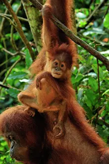 Abelii: Sumatran Orangutan - baby