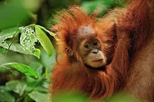 Abelii: Sumatran Orangutan - baby