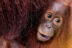 Wildlfe: Sumatran Orangutan baby