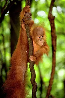 Clings: Sumatran Orangutan - baby clings to a root