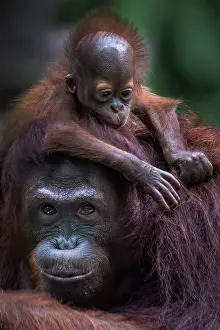 Motherhood: Sumatran Orangutan. baby on mother's head grooming