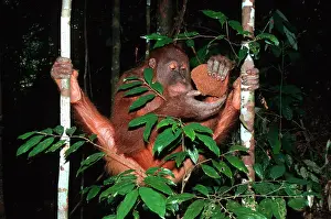 Abelii: Sumatran Orangutan - eating termites